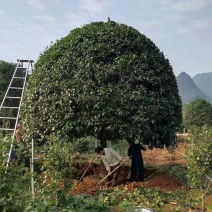 桂花树