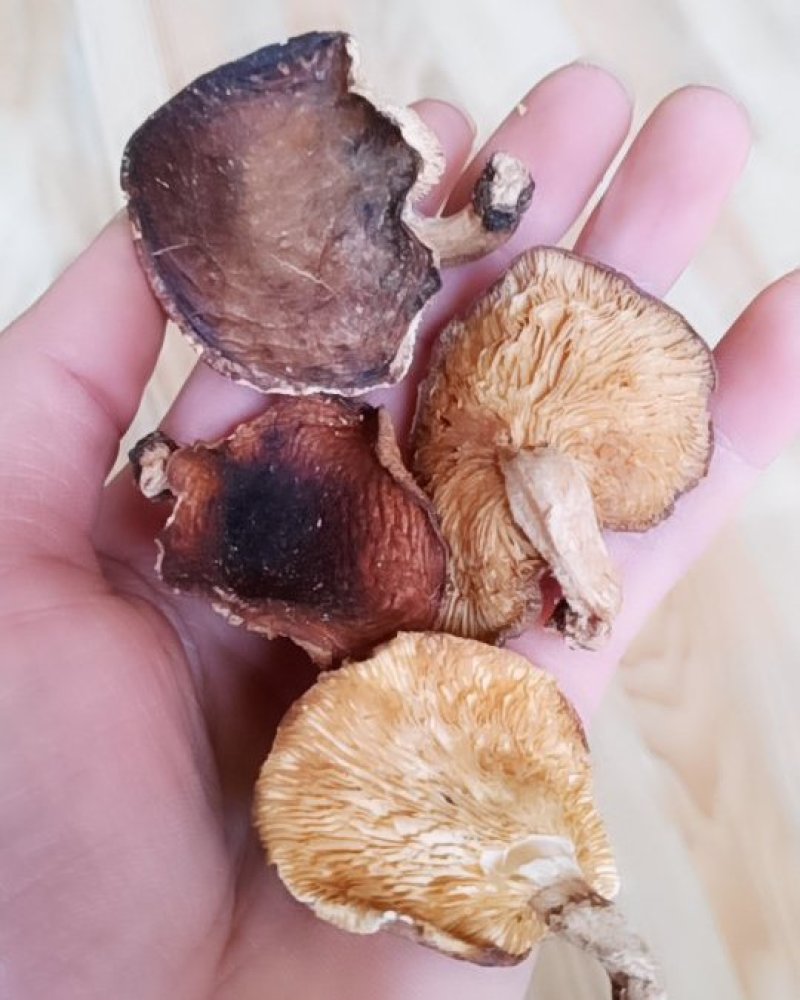 广西金秀大瑶山，特产，椴木香菇