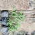 地被菊花开多色混色，基地现货大量直供质优价廉。