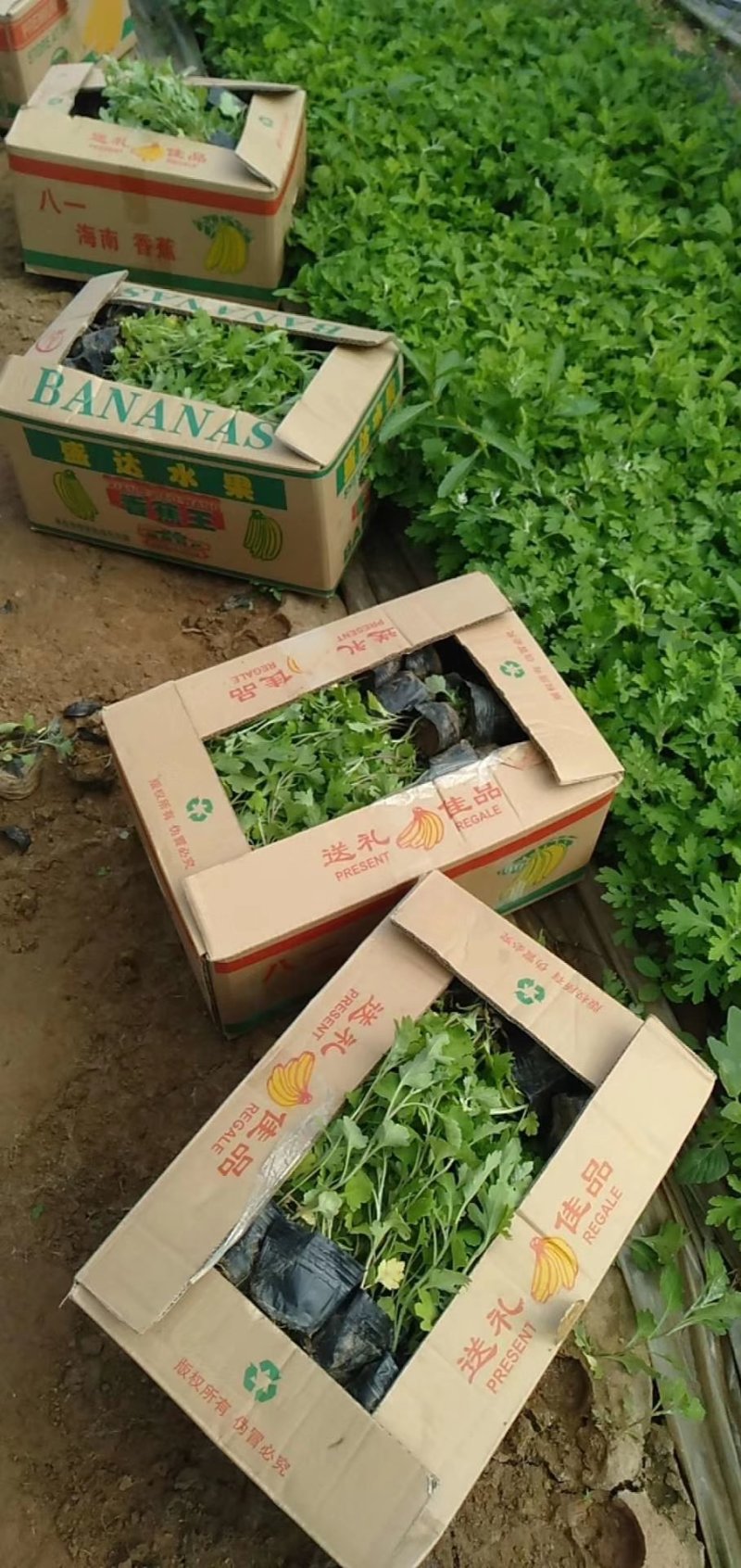 地被菊花开多色混色，基地现货大量直供质优价廉。