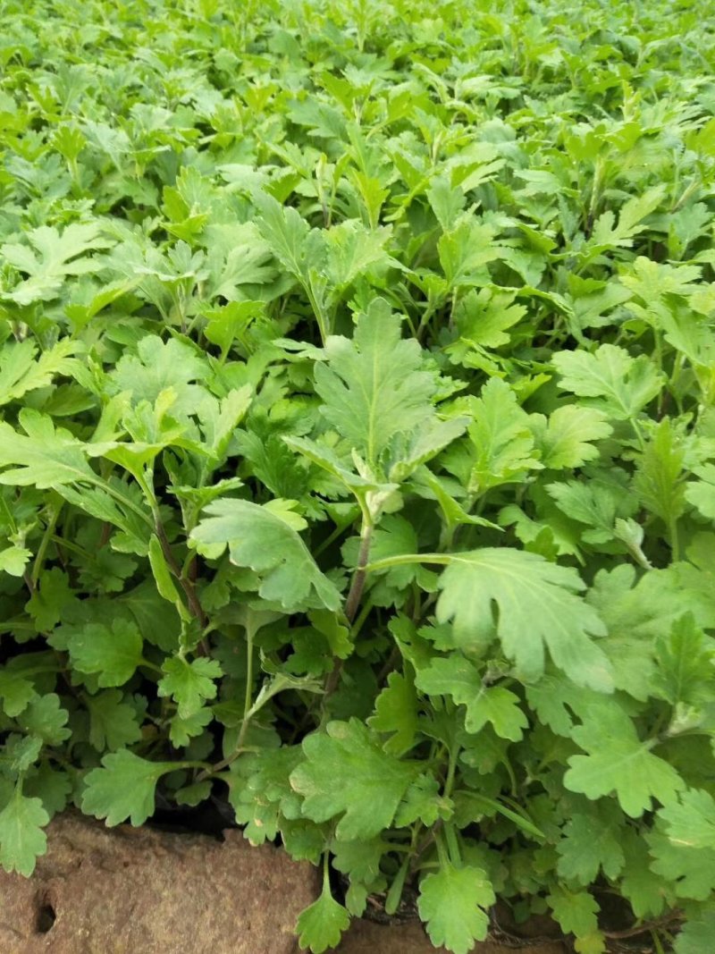 地被菊花开多色混色，基地现货大量直供质优价廉。