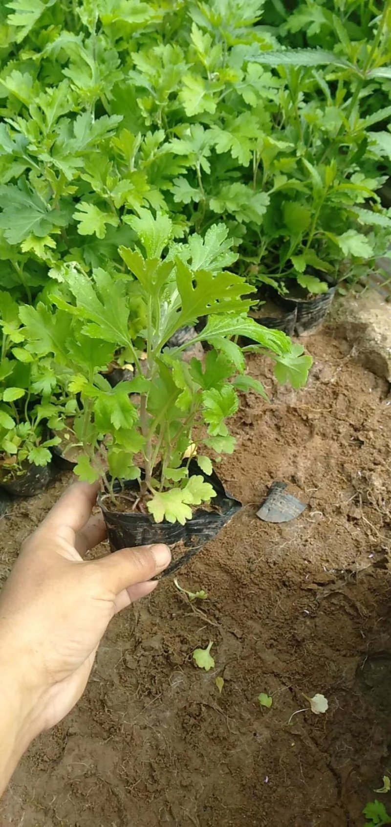 地被菊花开多色混色，基地现货大量直供质优价廉。