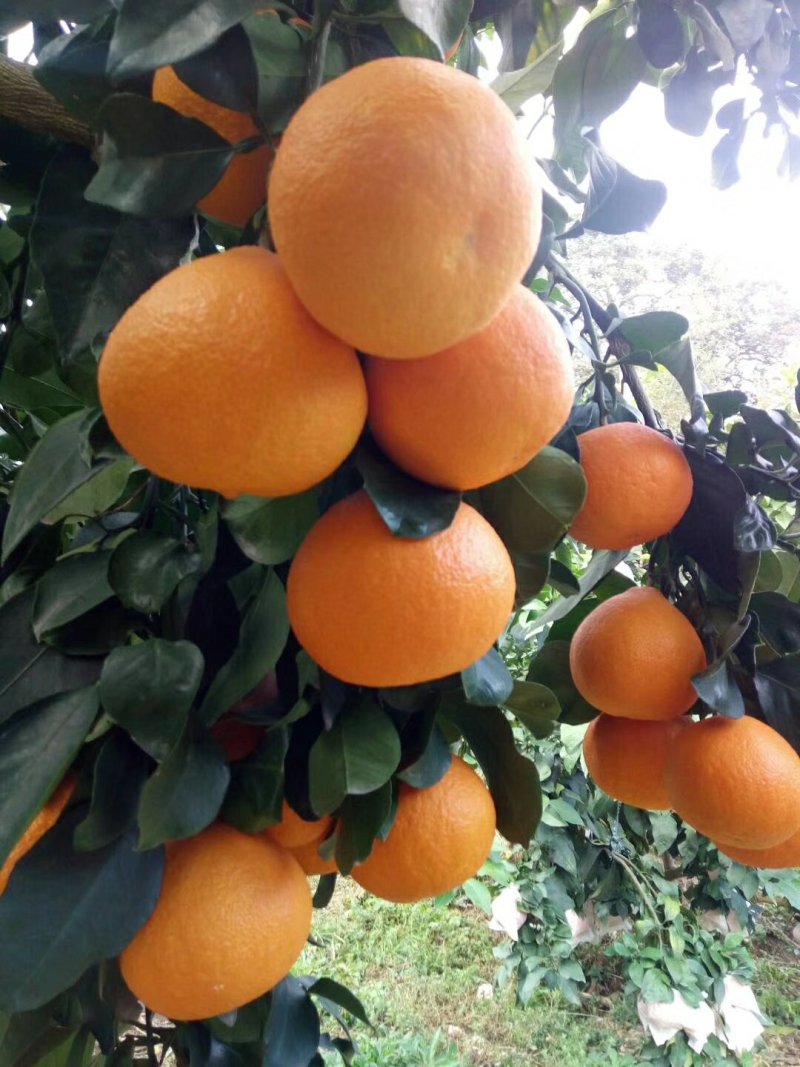 红美人橘爱媛28爱媛橙种植山区味甜多汁带箱5斤