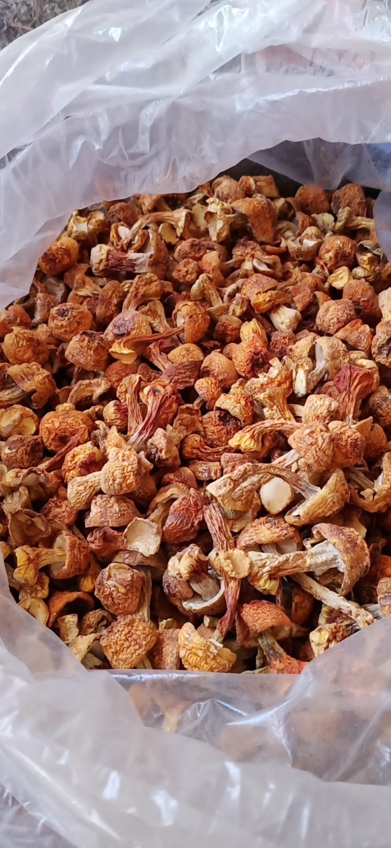 广西金秀大瑶山土特产，姬松茸新鲜干品500克