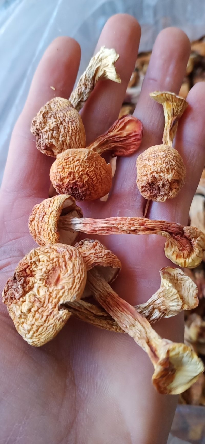 广西金秀大瑶山土特产，姬松茸新鲜干品500克