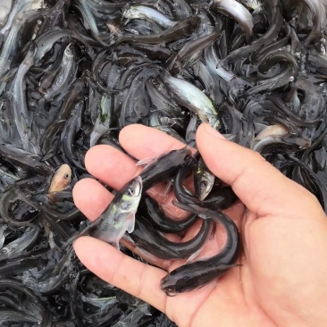 叉尾鱼