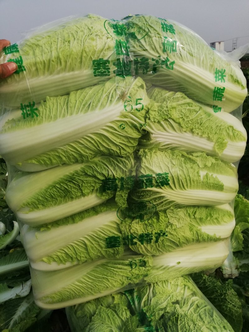 北京三号白菜大白菜供应超市，市场，加工各中包装