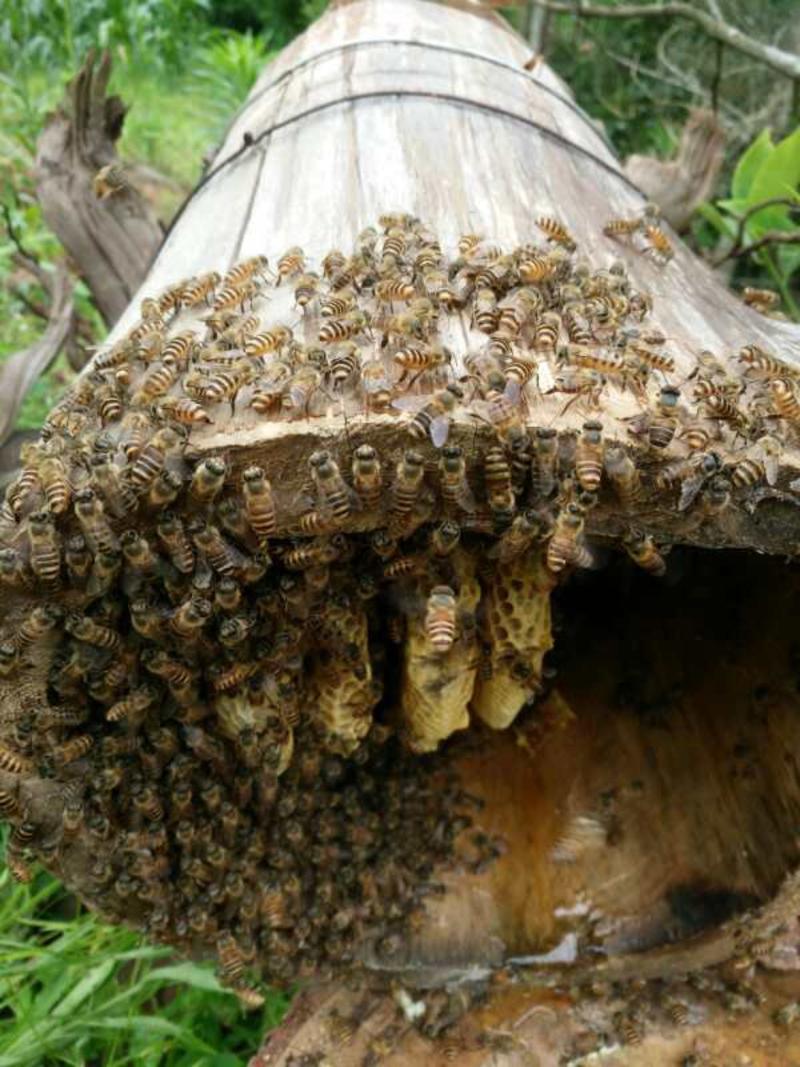 野生蜂蜜，广西金秀大瑶山