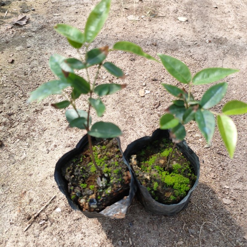 艾斯卡嘉宝果小苗台湾水果苗四季结果挂果早