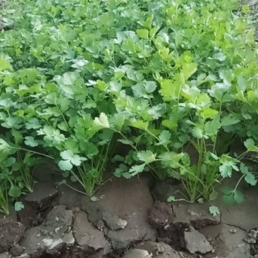香菜