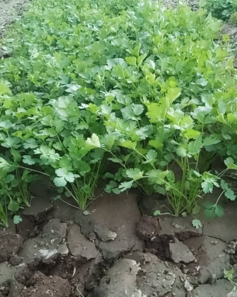 香菜