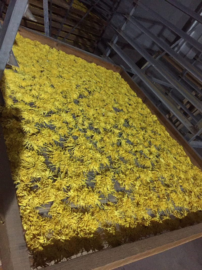 金丝皇菊
