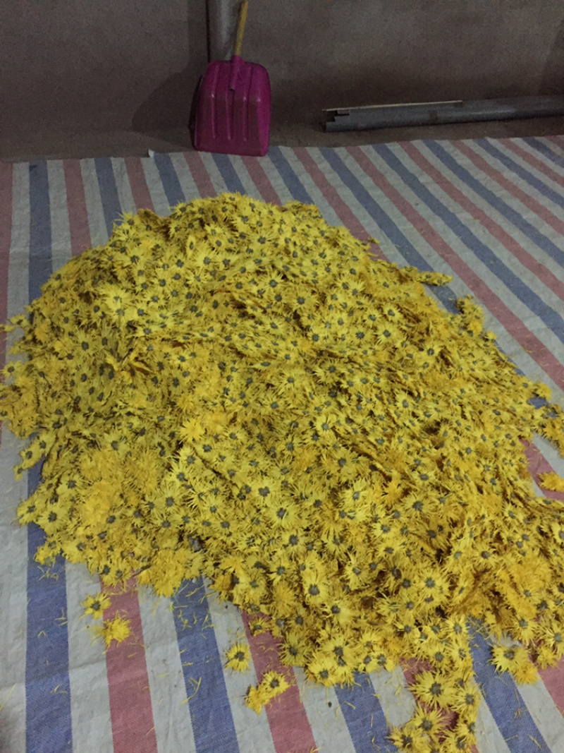 金丝皇菊