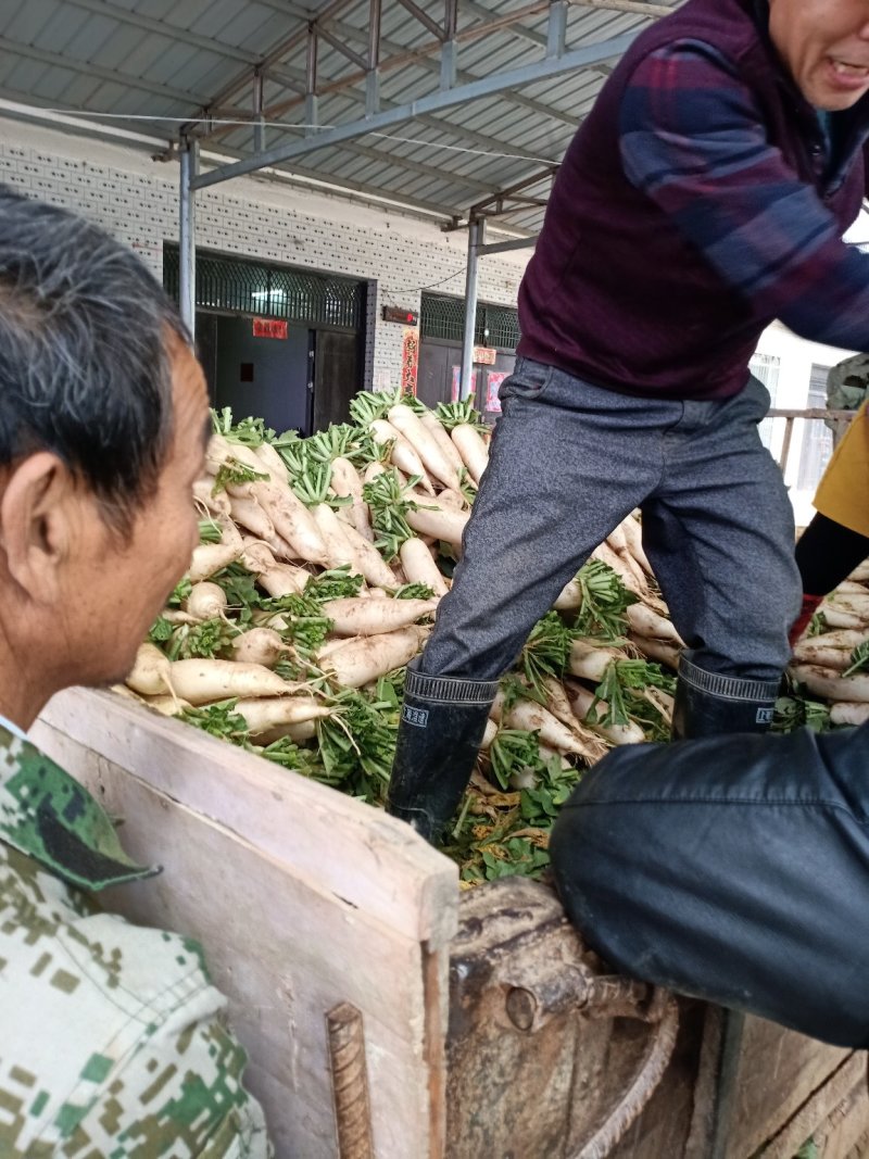 产地直销水晶白萝卜