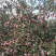 山西运城绛县黄金产地苹果红富士糖度18