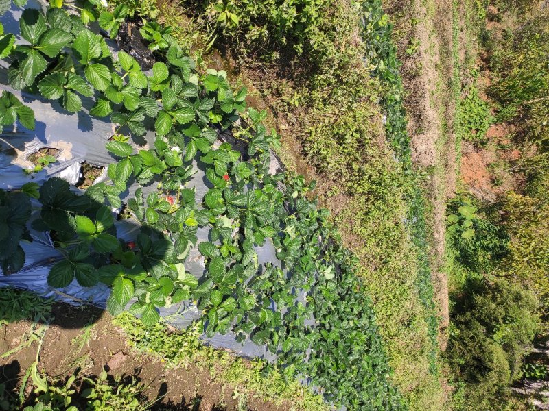 草莓果农直供量大从优