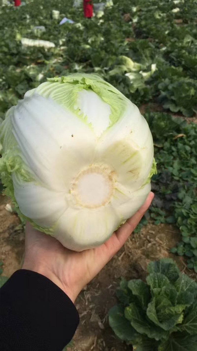 湖北黄心菜，一手货源，品质保证，可供超市，电商，工厂