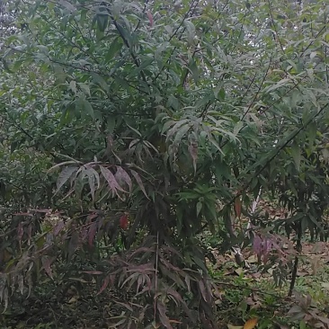 美国大杏仁，巴达木树苗，