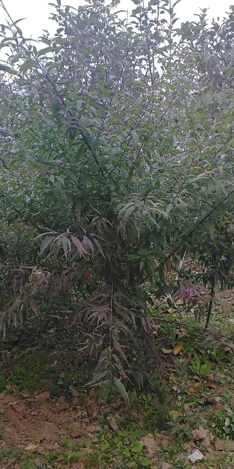 美国大杏仁，巴达木树苗，