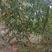 美国大杏仁，巴达木树苗，