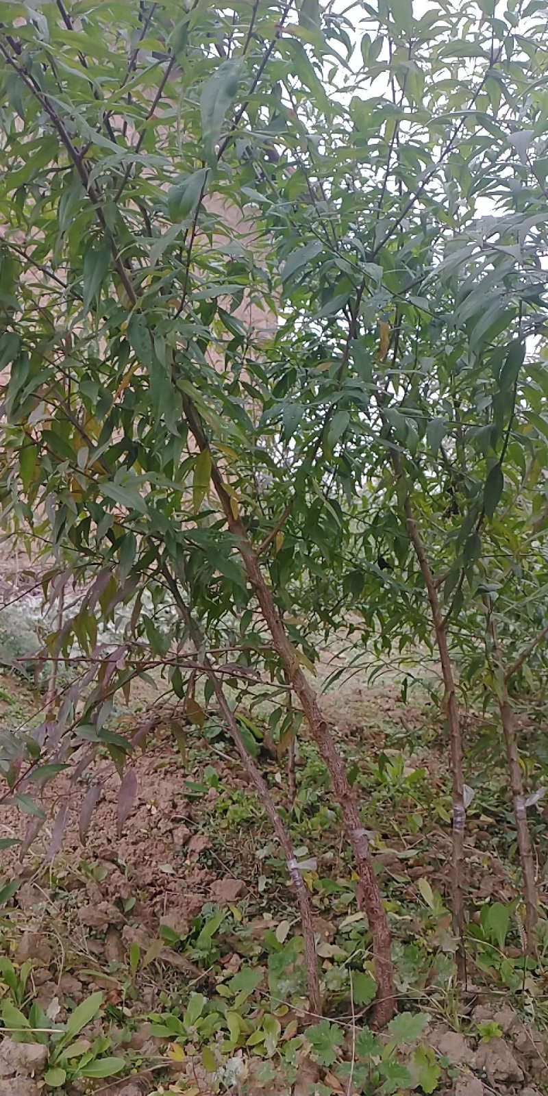 美国大杏仁，巴达木树苗，