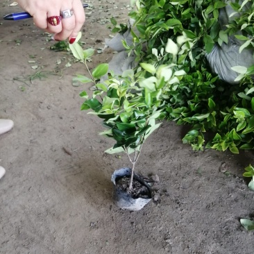 金森女贞、河南万亩生产销售基地