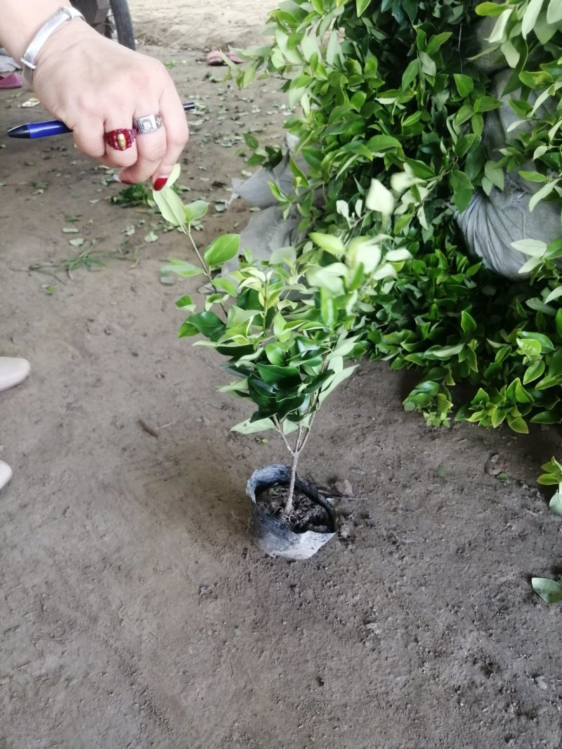 金森女贞、河南万亩生产销售基地