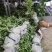 金森女贞、河南万亩生产销售基地