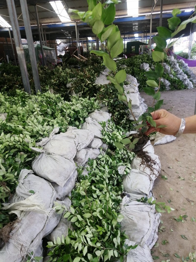 金森女贞、河南万亩生产销售基地