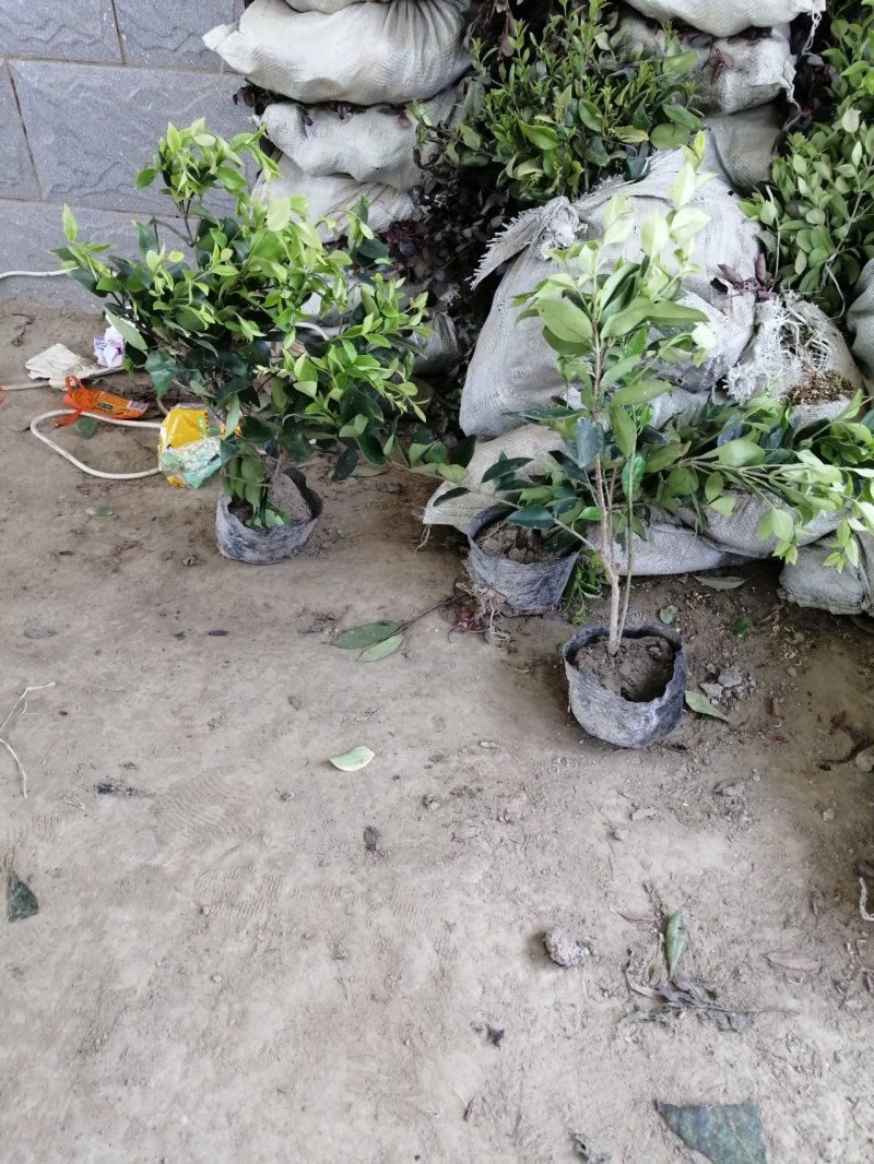 金森女贞、河南万亩生产销售基地