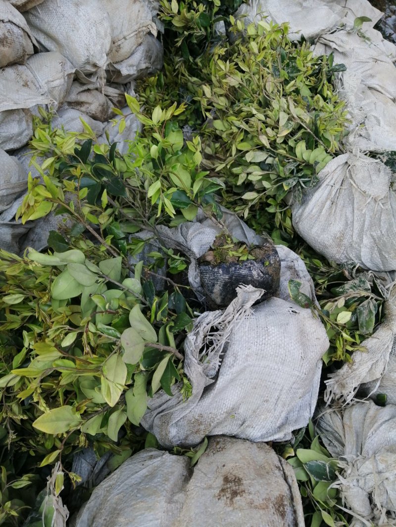 金森女贞、河南万亩生产销售基地