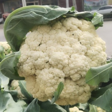 有机花菜自己种的价格便宜