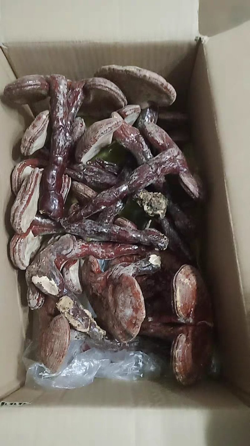 中草药木灵芝干干货关灵芝农家初选111111