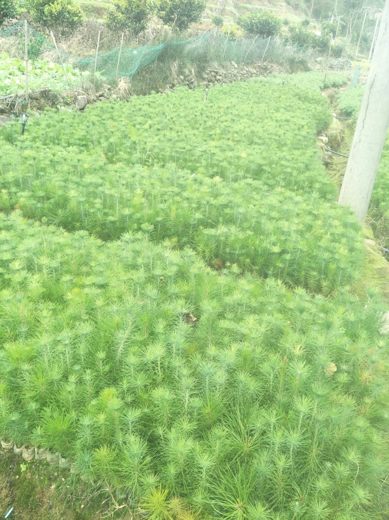 马尾松优质马尾松袋苗，基地大量直供，现取现发，根系发达，