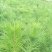 马尾松优质马尾松袋苗，基地大量直供，现取现发，根系发达，