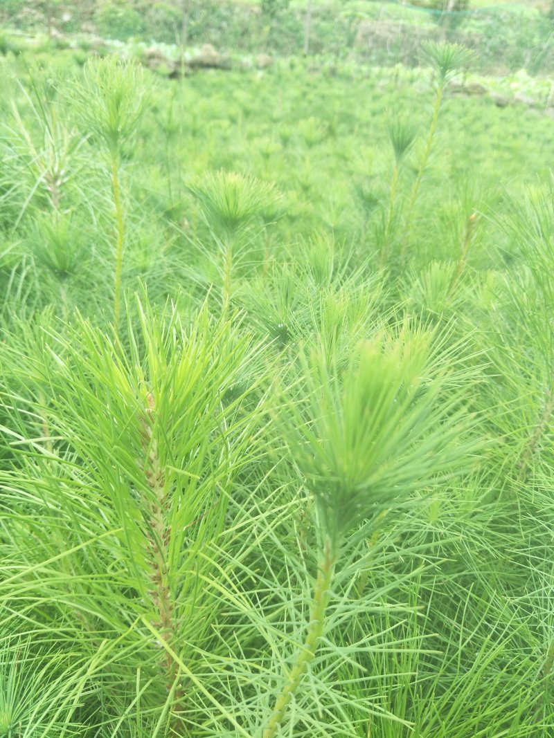 马尾松优质马尾松袋苗，基地大量直供，现取现发，根系发达，