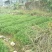马尾松优质马尾松袋苗，基地大量直供，现取现发，根系发达，