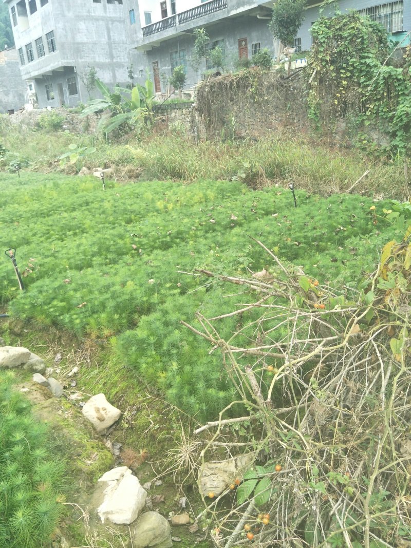 马尾松优质马尾松袋苗，基地大量直供，现取现发，根系发达，