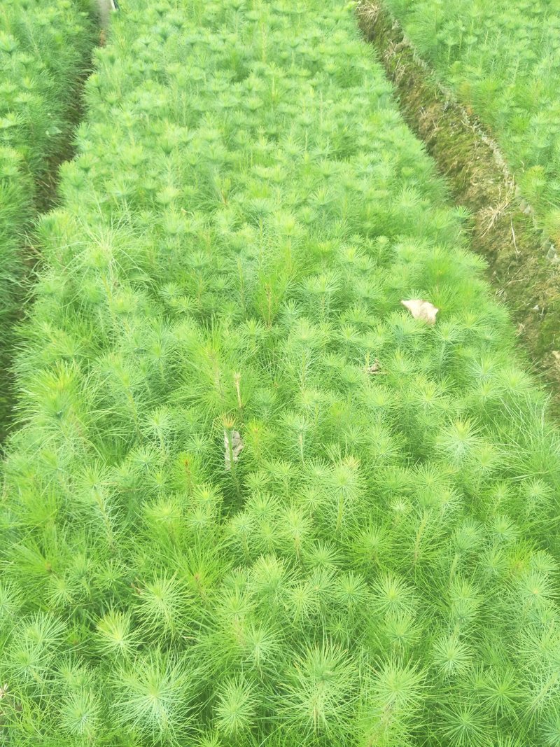 马尾松优质马尾松袋苗，基地大量直供，现取现发，根系发达，