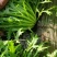 精品苦菊大量上市良心做事赚辛苦钱