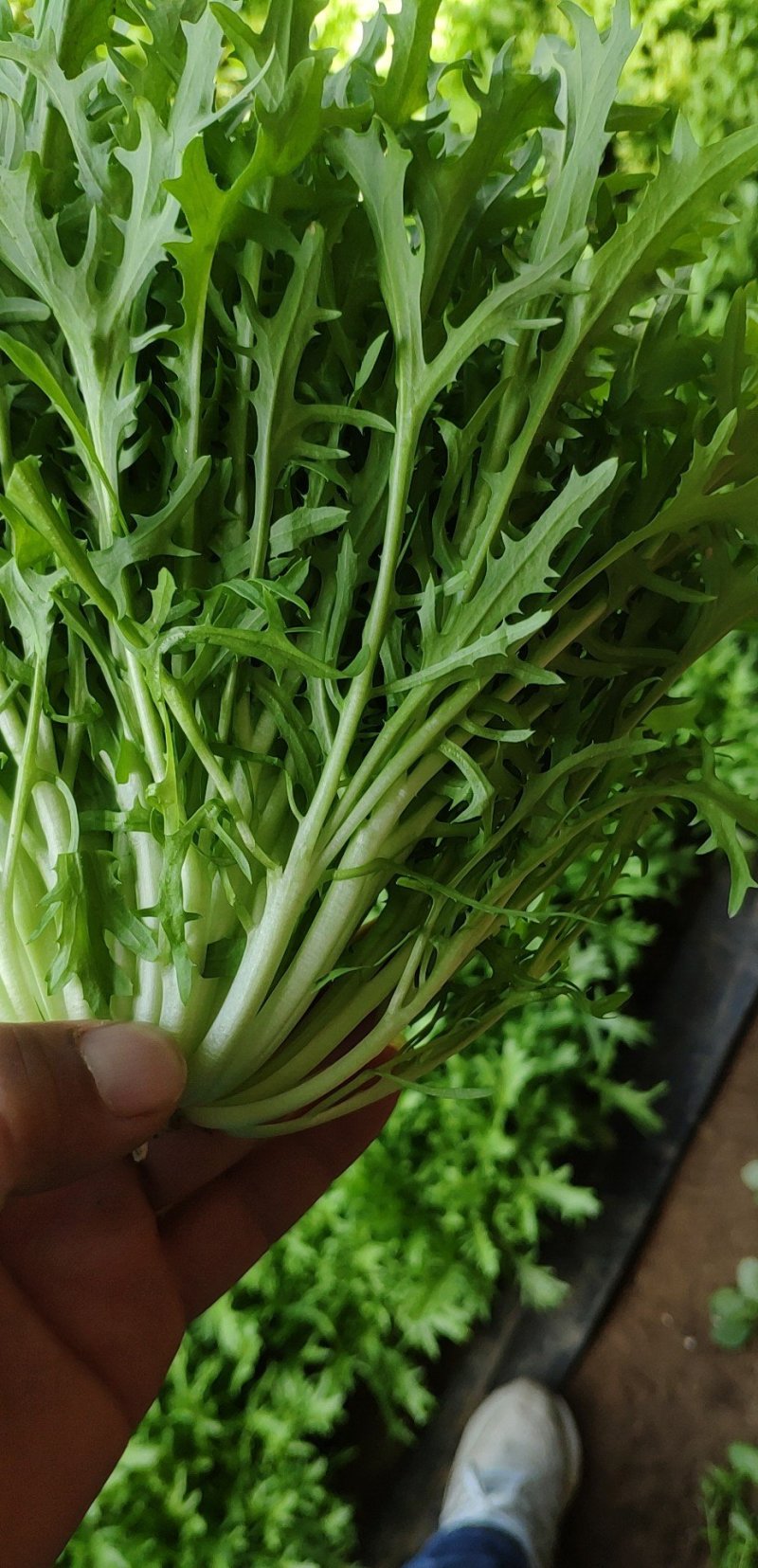 精品苦菊大量上市良心做事赚辛苦钱