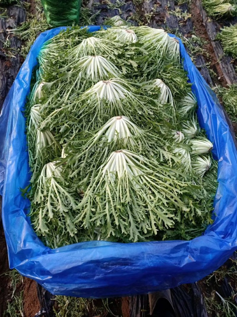 精品苦菊大量上市良心做事赚辛苦钱