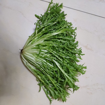 精品苦菊大量上市良心做事赚辛苦钱