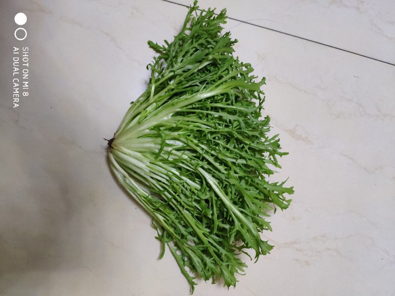 精品苦菊大量上市良心做事赚辛苦钱