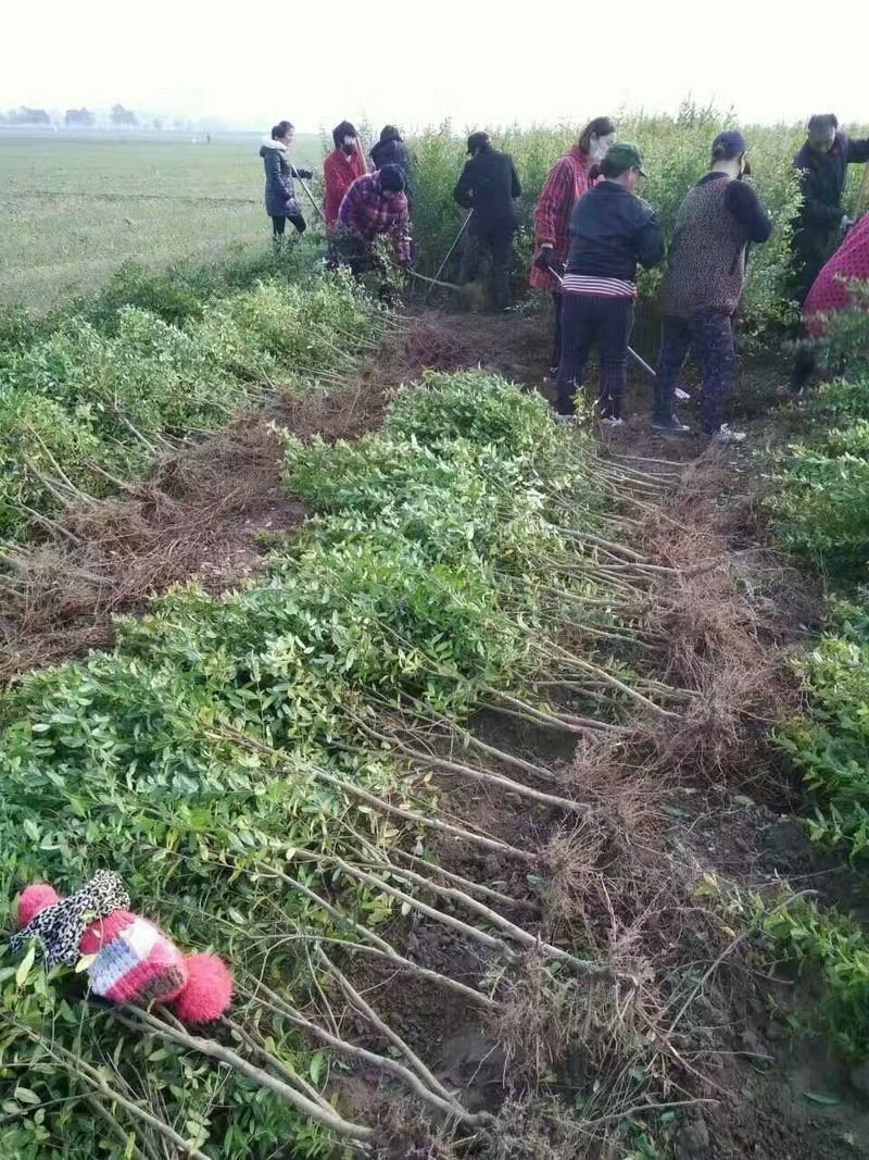 蒙阳红甜石榴苗，产地直销，包成活包结果，提供种植技术