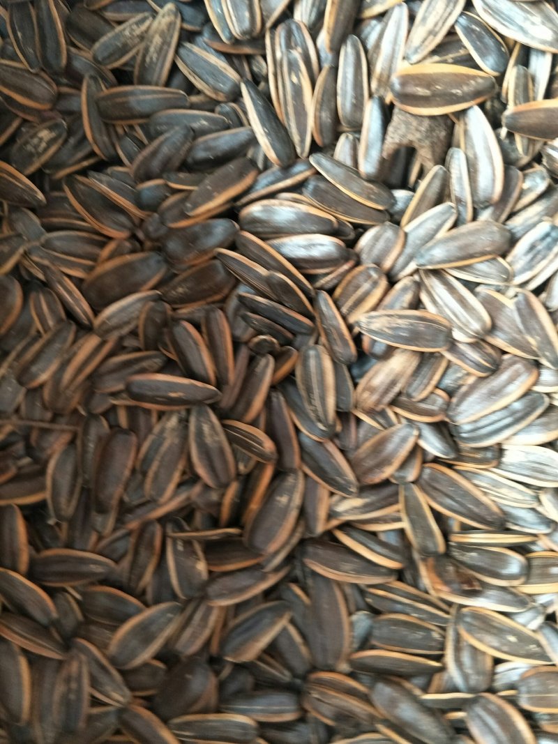 2019年货心新瓜子颗粒饱满价格美丽