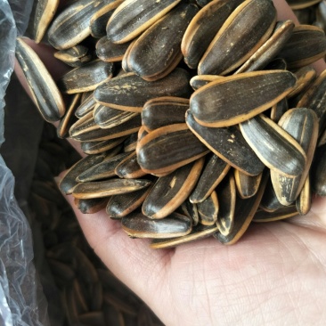 2019年货心新瓜子颗粒饱满价格美丽