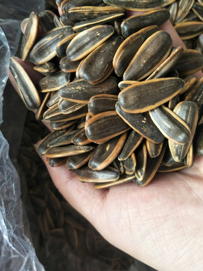 2019年货心新瓜子颗粒饱满价格美丽