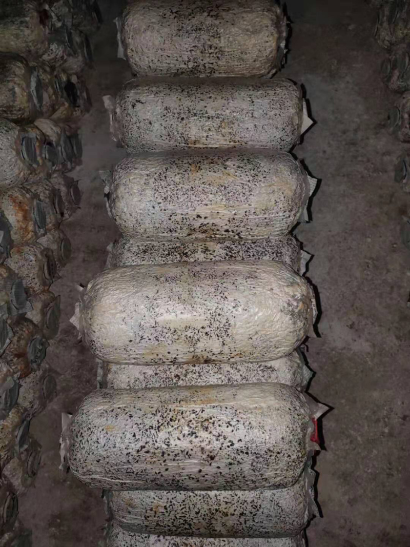 高产小黑平菇菌棒