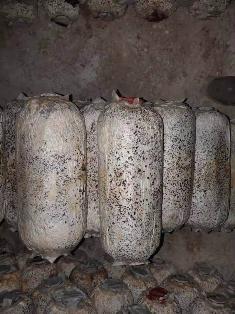 高产小黑平菇菌棒